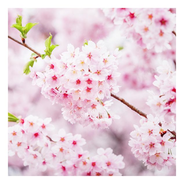 Stampa su Forex - Fioriture di ciliegio giapponesi - Quadrato 1:1