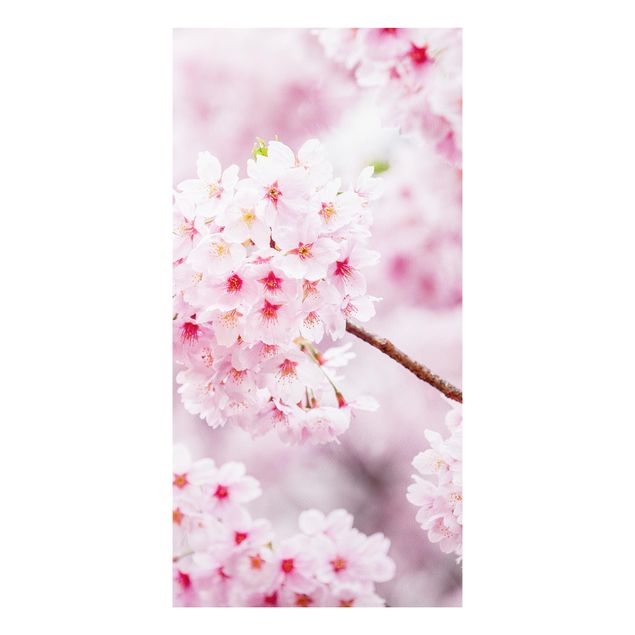 Stampa su Forex - Fioriture di ciliegio giapponesi - Formato verticale 1:2