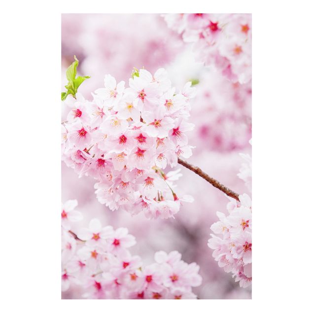 Stampa su Forex - Fioriture di ciliegio giapponesi - Formato verticale 2:3
