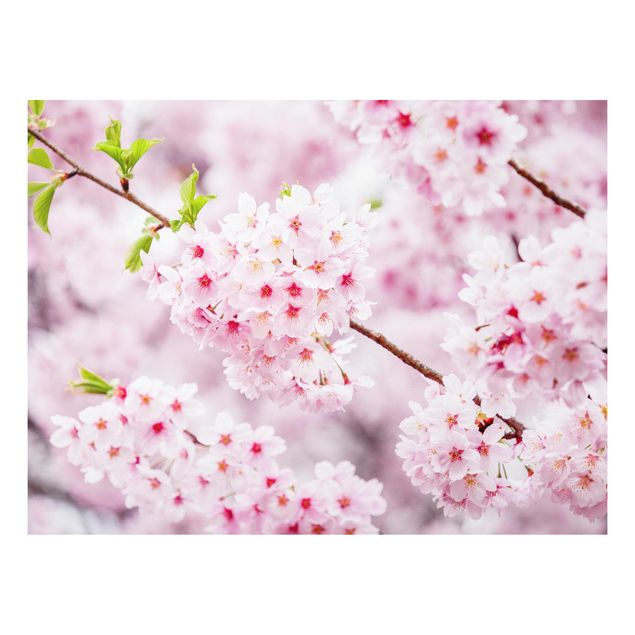 Stampa su Forex - Fioriture di ciliegio giapponesi - Formato orizzontale 4:3