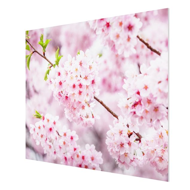 Stampa su Forex - Fioriture di ciliegio giapponesi - Formato orizzontale 4:3