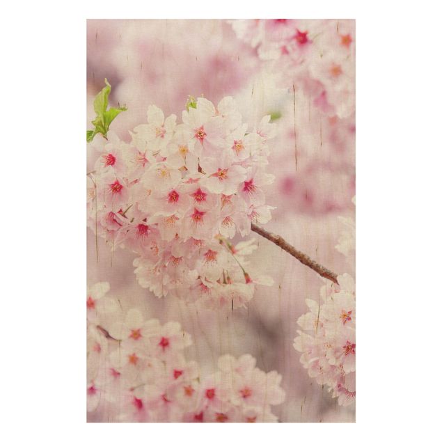 Stampa su legno - Fioriture di ciliegio giapponesi