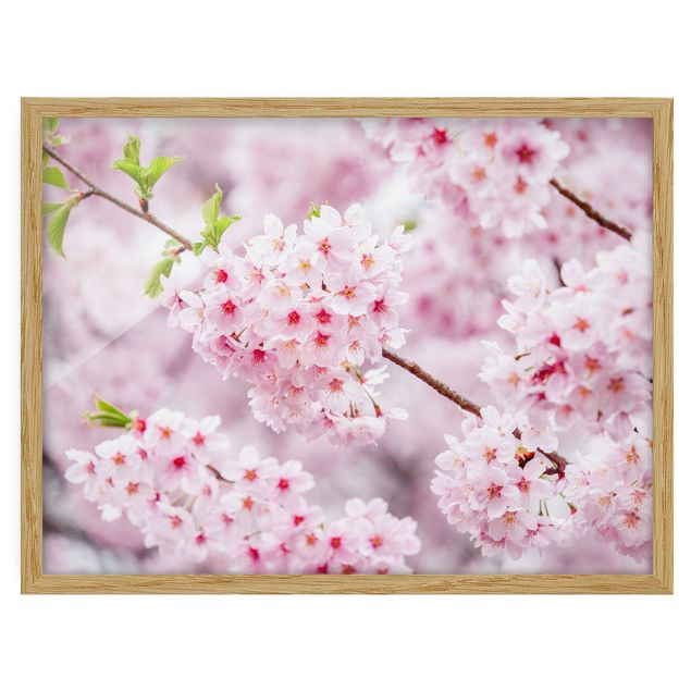 Poster con cornice - Blossoms giapponesi ciliegia