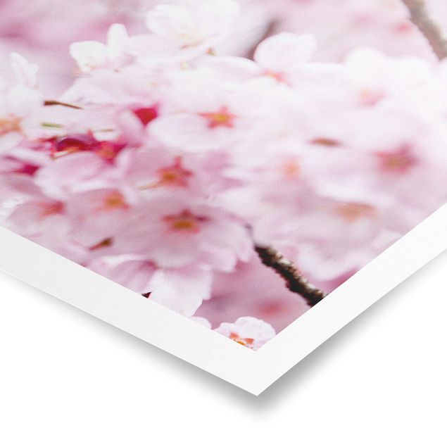 Poster - Fioriture di ciliegio giapponesi