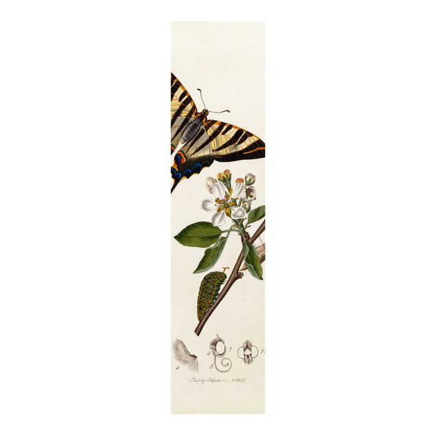 set tende a pannello John Curtis - Una scarsa farfalla a coda di rondine