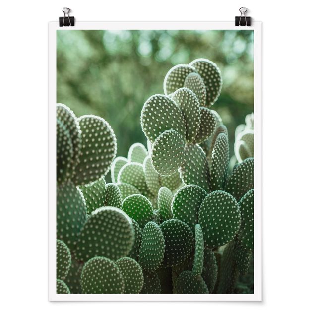Poster - Cactus