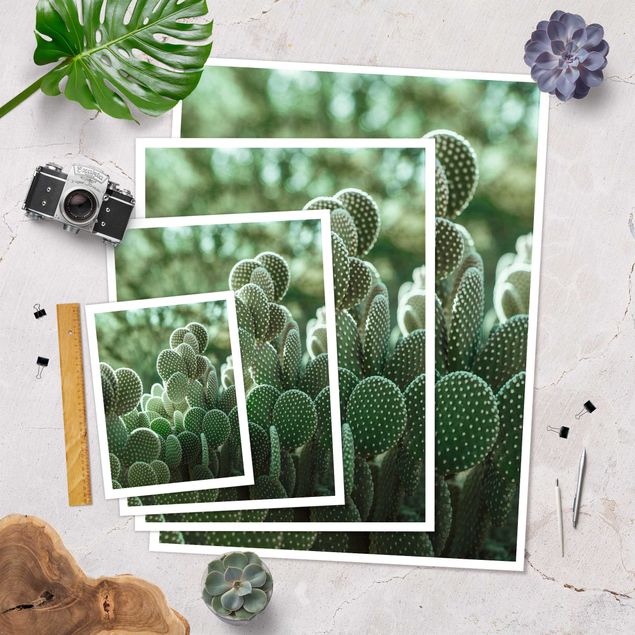 Poster - Cactus