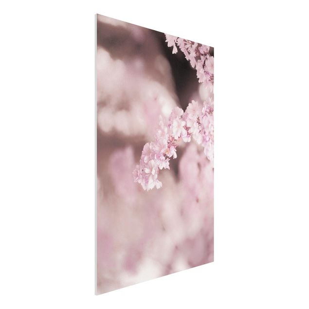 Stampa su Forex - Fiori di ciliegio nella luce viola - Formato verticale 2:3