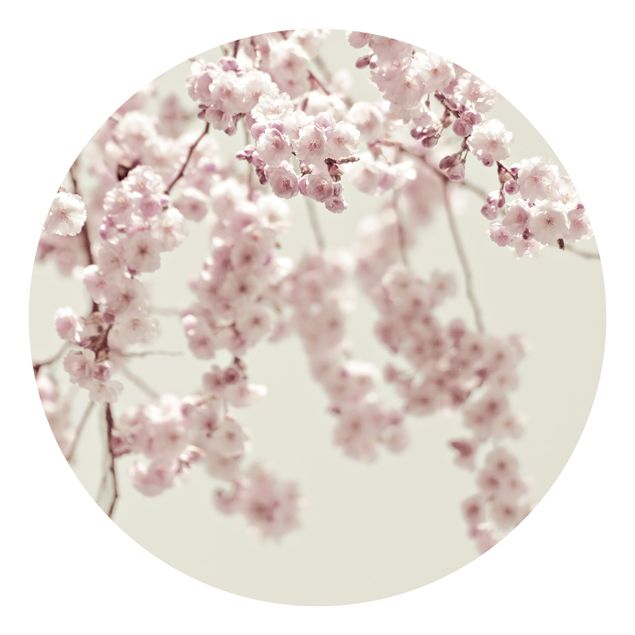Carta da parati rotonda autoadesiva - Danza di fiori di ciliegio