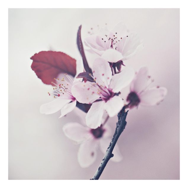 Stampa su Forex - Ramo di fiori di ciliegio in rosa antico - Quadrato 1:1