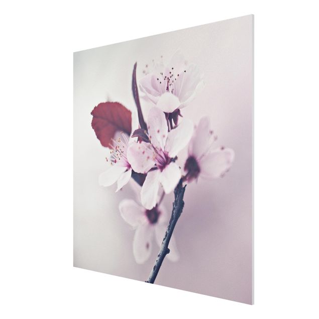 Stampa su Forex - Ramo di fiori di ciliegio in rosa antico - Quadrato 1:1