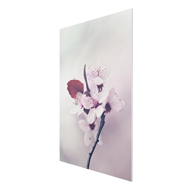 Stampa su Forex - Ramo di fiori di ciliegio in rosa antico - Formato verticale 2:3