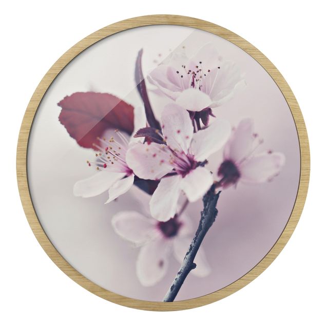 Quadro rotondo incorniciato - Ramo di fiori di ciliegio in rosa antico