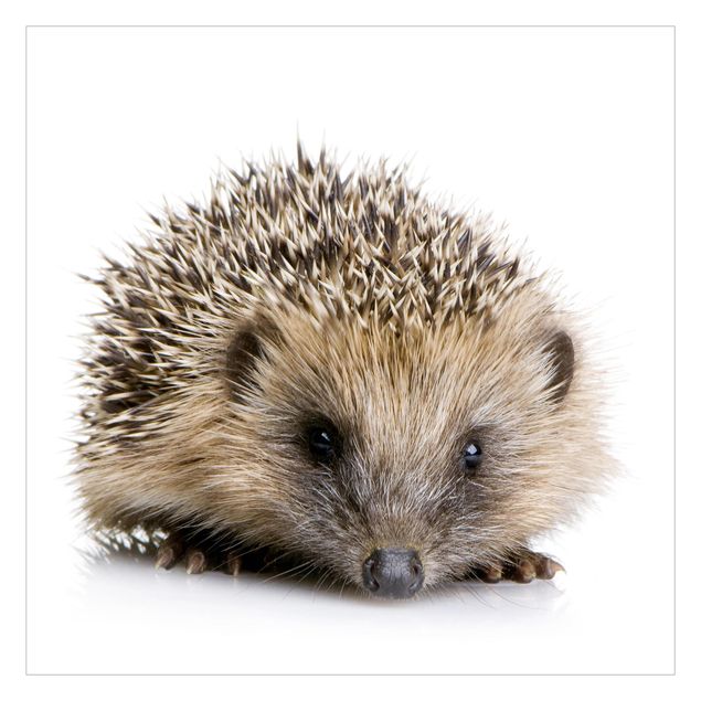 Carta da parati - Little Hedgehog