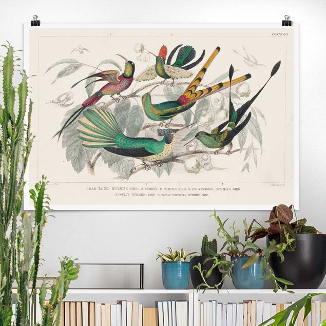 quadri con animali Diagramma del colibrì