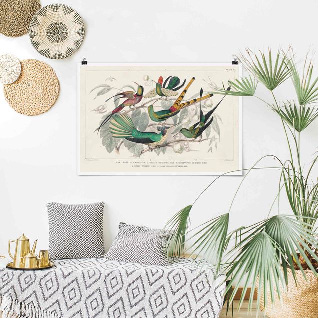 Poster illustrazioni Diagramma del colibrì