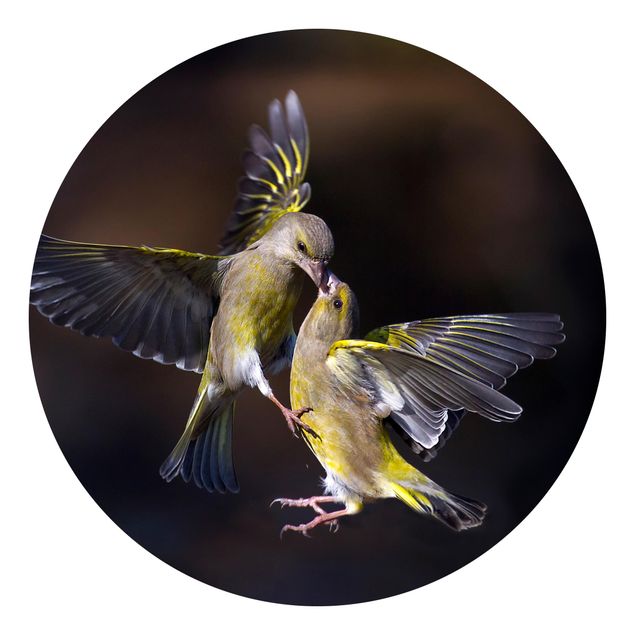 Carta da parati rotonda autoadesiva - baciare colibrì