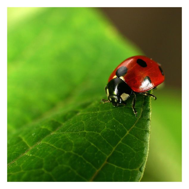 Carta da parati - Ladybird