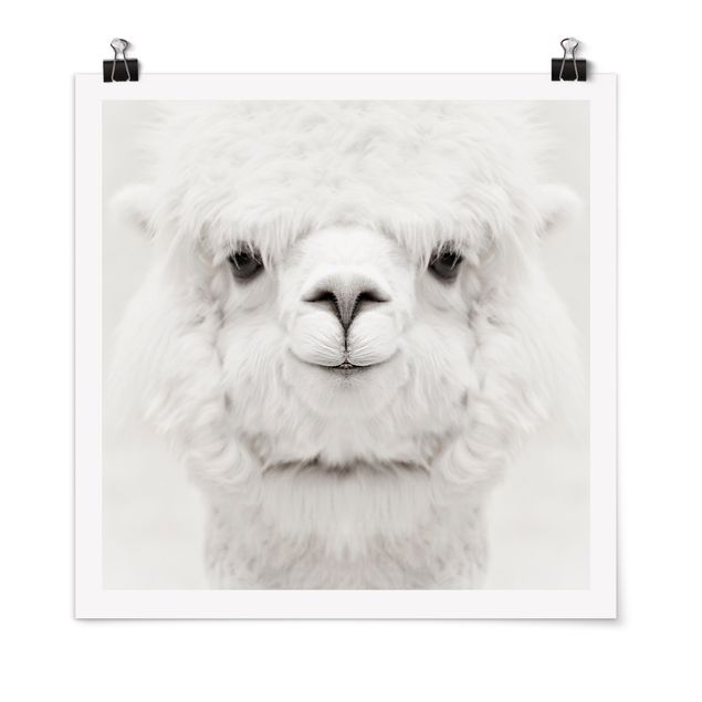 Poster - Alpaca che sorride
