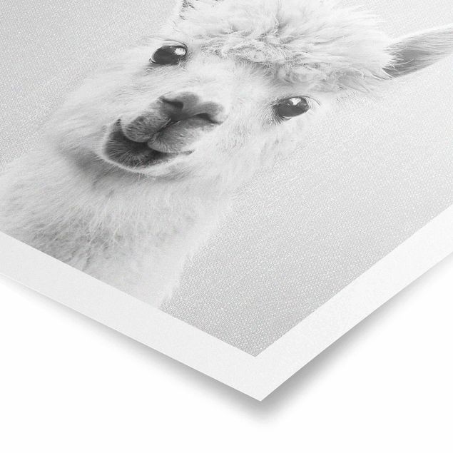 Poster riproduzione - Lama Lars in bianco e nero