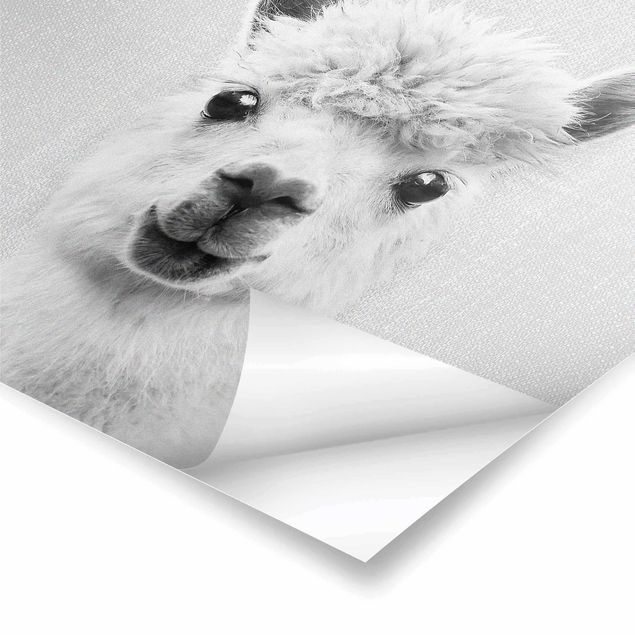 Poster riproduzione - Lama Lars in bianco e nero