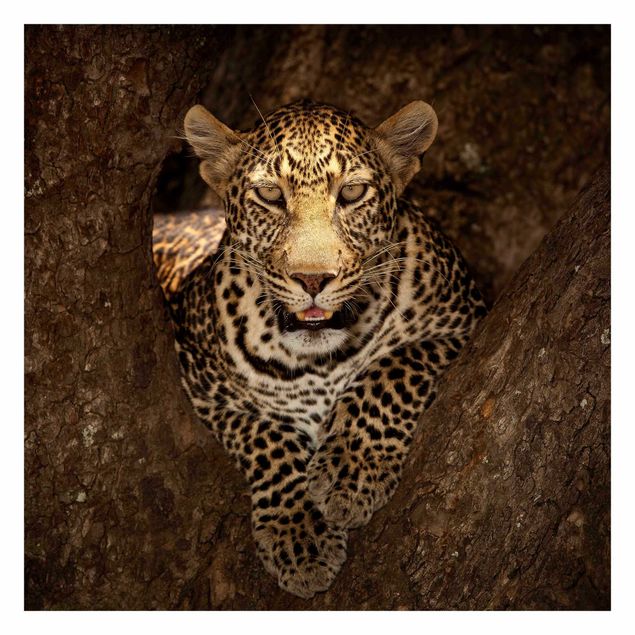 Carta da parati - Leopardo riposo su un Albero