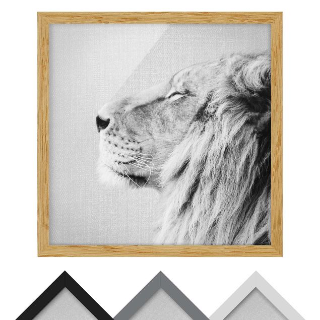 Poster con cornice - Leone Leopoldo in bianco e nero