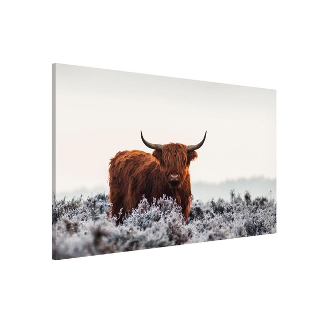 quadri con animali Bisonte nelle Highlands
