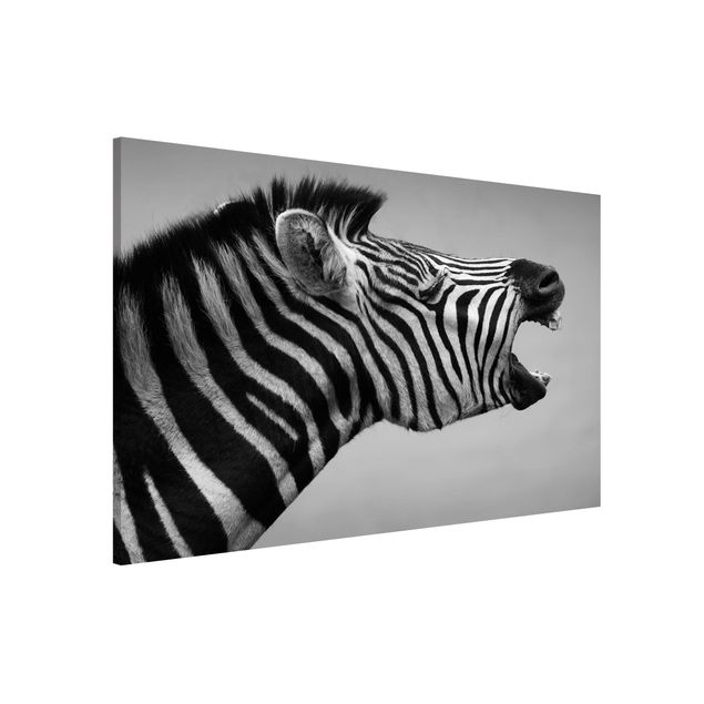 Quadri animali Zebra ruggente ll