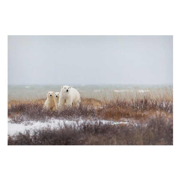 Lavagna magnetica per ufficio Orso polare e i suoi cuccioli