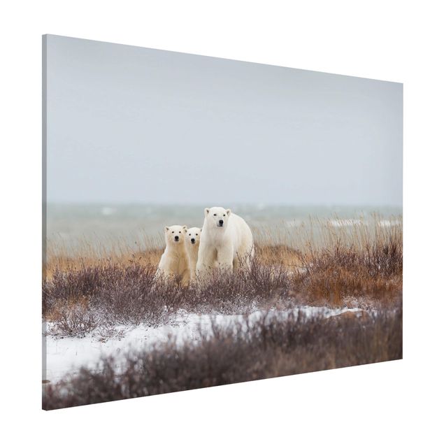 Quadri animali Orso polare e i suoi cuccioli