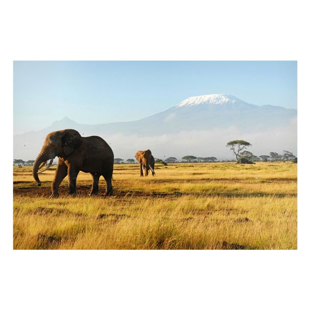 Lavagna magnetica per ufficio Elefanti di fronte al Kilimangiaro in Kenya
