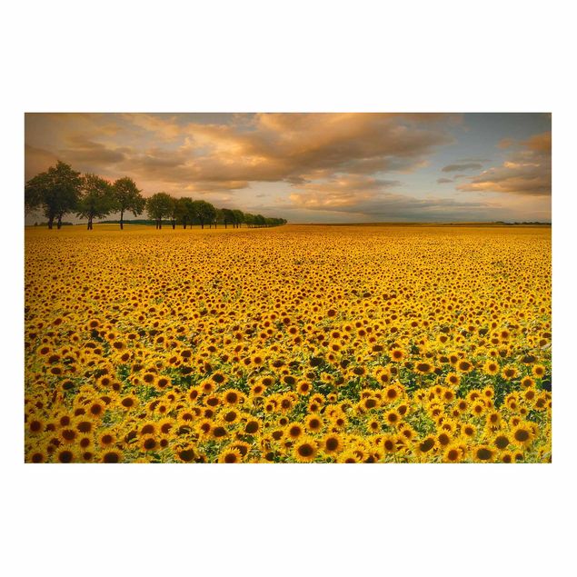 Lavagna magnetica - Field with Sunflowers - Formato orizzontale 3:2