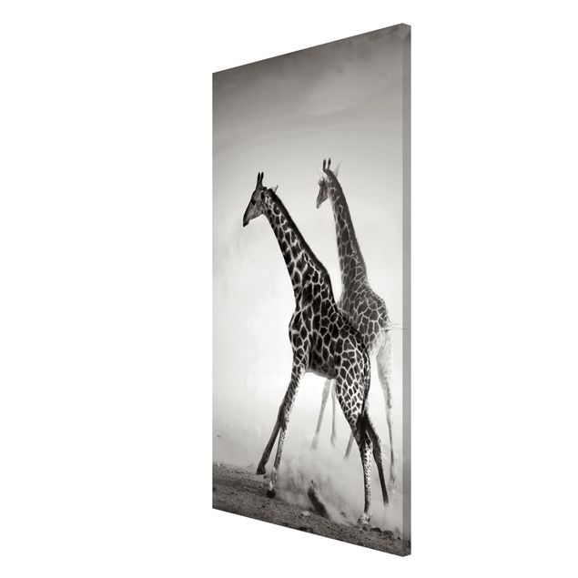 Lavagna magnetica nero Giraffe a caccia