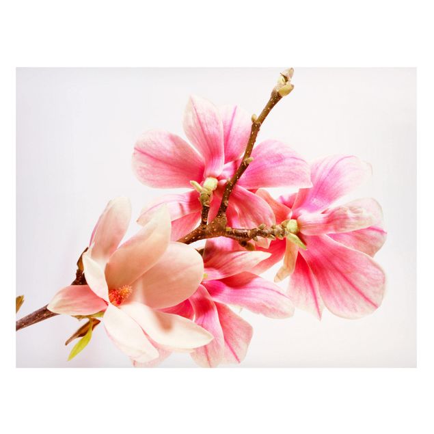 Lavagna magnetica - Magnolia Blossoms - Formato orizzontale 3:4