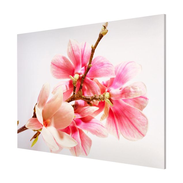 Lavagna magnetica - Magnolia Blossoms - Formato orizzontale 3:4