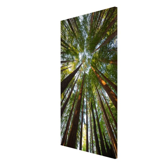 Lavagna magnetica - Sequoia Tree Tops - Formato verticale 4:3