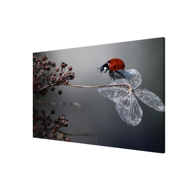 Lavagna magnetica - Ladybug on Hydrangea - Formato orizzontale 3:2
