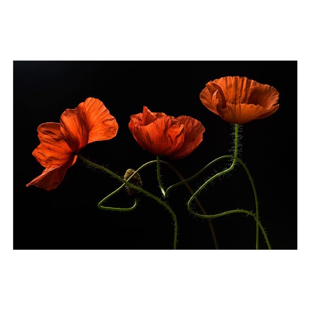 Lavagna magnetica - Poppies at Midnight - Formato orizzontale 3:2