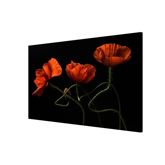 Lavagna magnetica - Poppies at Midnight - Formato orizzontale 3:2