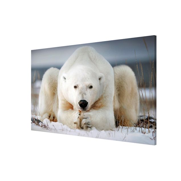 Lavagna magnetica bianco Orso polare contemplativo