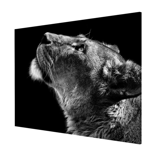 Lavagna magnetica nero Ritratto di una leonessa