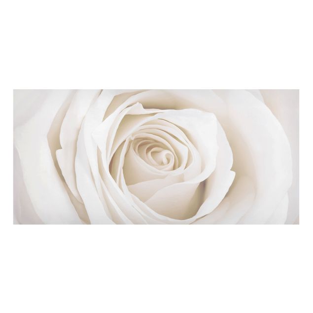 Lavagna magnetica - Rose Picture Pretty White Rose - Panorama formato orizzontale