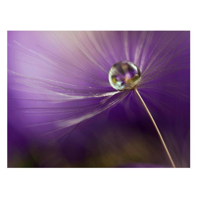 Lavagna magnetica - Dandelion in Violet - Formato orizzontale 3:4
