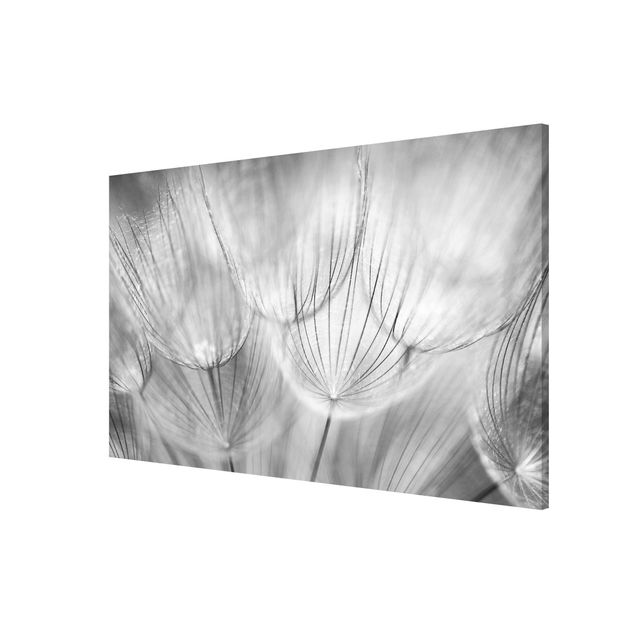Lavagna magnetica - Dandelions Macro Shot In Black And White - Formato orizzontale