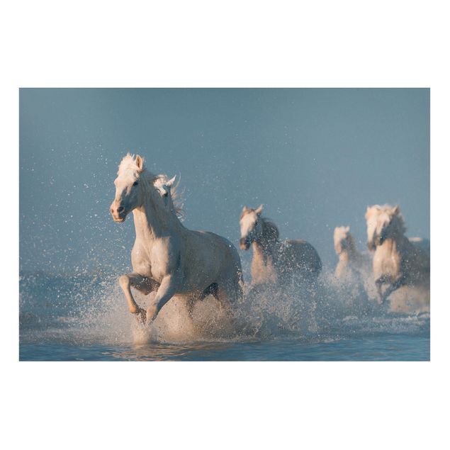 Lavagna magnetica per ufficio Mandria di cavalli bianchi