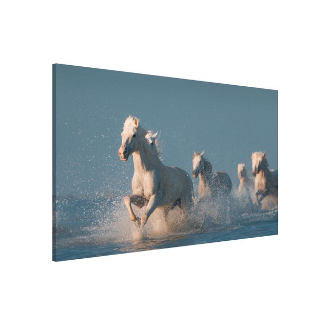 stampe animali Mandria di cavalli bianchi