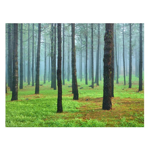 Lavagna magnetica - Deep Forest With Pine Trees On La Palma - Formato orizzontale 3:4