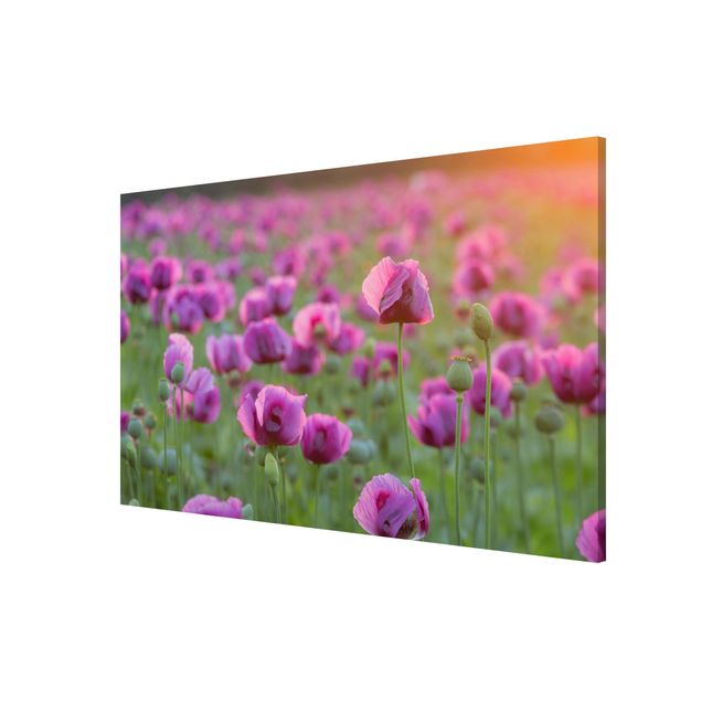 Lavagna magnetica - Purple Poppy Flower Meadow In Spring - Formato orizzontale