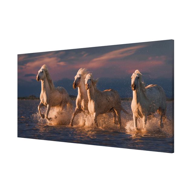 Lavagna magnetica bianco Cavalli selvatici in Kamargue
